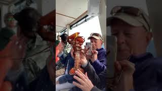 Live lobstah