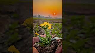 Farming Techniques #laddichahal #farmingfamily #farmingcommunity #kisanbhai #parmishvermanewsong