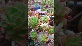 온도차가 높은 계절에  잎장이 붉게물드는 레티지아! 꽃도 이뽀! #다육이#레티지아#다육이꽃