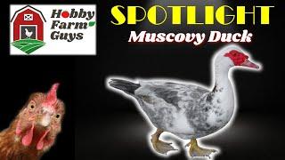 HFG Farm Animal Spotlight: Muscovy Duck