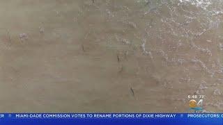 WEB EXTRA: Sharks Swimming Close To Shore Of New Smyrna Beach