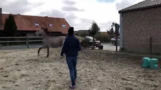 3yo gelding Dayton sitte