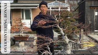 Overwintering Bonsai