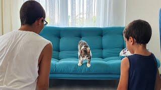 Parklı Evde Kedi Var. Cat in The Home Fun Kids Video