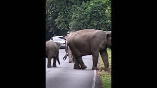 ถอย #elephant