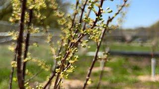 Living Earth Center Community Farm continues to grow