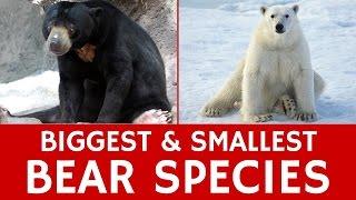 Largest and Smallest Bear Species – Interesting Animal Facts and Information