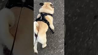 #pug #shortvideo #shortsvideo #dog #funny #animals #puglife #pets #cute #shorts #short