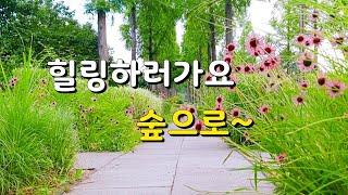 [숲으로가요]#숲의향기 맡으러 산책하러 가요Forest Scent