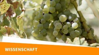 Wie können Weinreben widerstandsfähiger gegen Pilze werden?