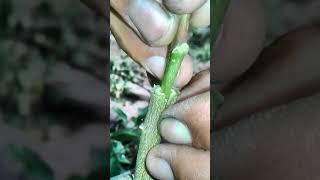 V Grafting to change  jujube plant variety // How to graft fruit plants