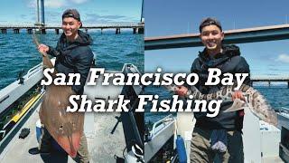 San Francisco Bay Shark Fishing | Catch and Release Multi-species Day