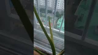 무늬 몬스테라 새순이 위해서 뿌리 물공급중~^^