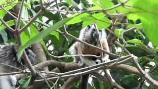 [PointFOOTAGE]  Primates - Tamarin monkey couple on tree FS - 21044