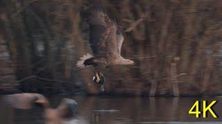 White-tailed Eagle hunts Coot - Fresh Meat for the Familly