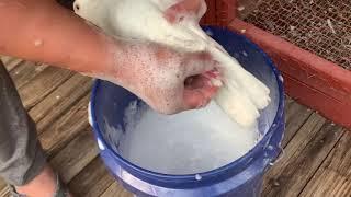 Racing Pigeons - New Birds & Important Natural Remedies to Fight Off Sickness