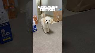 혼나기 싫어서 아닌척 연기하는 강아지 #shorts #강아지 #연기