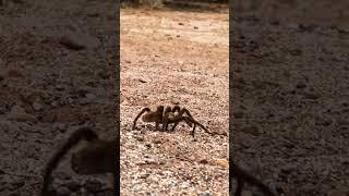 roru frank 60 #backpacking #travelvlog #culture #exploretheworld #luxurytravel #roadtrip #naturelove