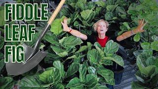 Fiddle Leaf Fig Repotting + Basic Care Tips | Ficus Lyrata 