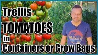 How to Grow Tomatoes in Containers or Grow Bags - Trellis Ideas for Indeterminates