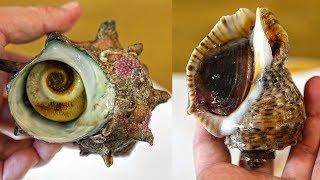 Be careful of snail or conch toxicity