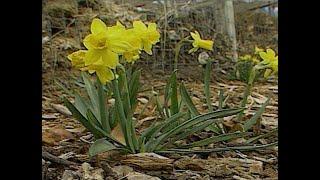 Antique Tulip Bulbs