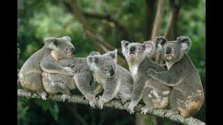 Koalas are Iconic Marsupials native to Australia