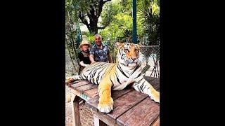 Tiger Park in  Pattaya Thailand - 2024