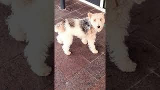 Drahthaar-Foxterrier