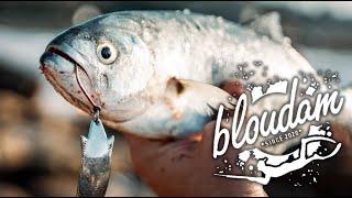 Shad fishing Tips - Garden Route Fishing News 7 Jan 2025