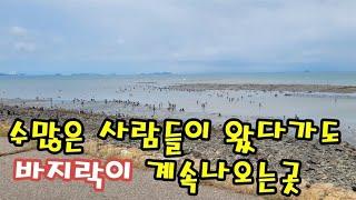 끝없이 나오는 석문방조제 바지락