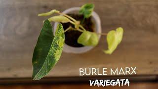 PART 2: Burle Marx Variegata | How To Houseplant