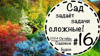 Садовые будни #16️Ищу замену тису️Вечнозелёные растения️Пересадила дёрен️Виноград Винчи️