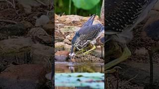 See how this bird hunts fish #pets #nature #animals #cuteanimalclips #nature #birds