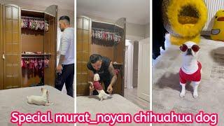 Special murat_noyan chihuahua dog compilation #1। Funny Chihuahua TV