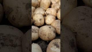 #햇감자 삶기 #비타민C 최고 #포송포송한 햇감자