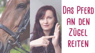 Dein Pferd an den Zügel reiten - So geht's!