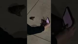 Girl Takes Selfie With Frog On Floor At Night