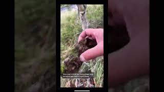 Cool Camouflage on this #geocache