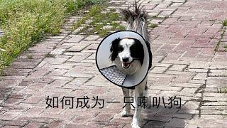 小狗绝育记