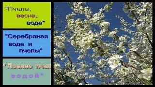 Почему семьи пчел весной ослабевают