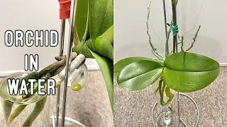 How to Grow Orchids in Water