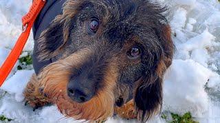 Dachshund Teddy: Where‘s my winter wonderland??? ️️️ #TeddyTheDachshund