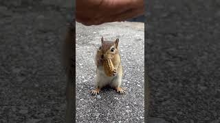 Squirrel eats groundnut