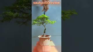 If you want to make a mini bonsai tree summarizing a small scene sautuoi50review P12