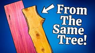 Why is There 2 Types of Wood Inside Every Tree?
