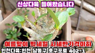 [인천다육]️여름맞이 파격 SALE시세 반가격이하로 엄청싸게 할인판매합니다  인천 남동구 호구포로 402-1 ️ 010-5316-7402