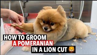 HOW TO GROOM A POMERANIAN IN A LION CUT 