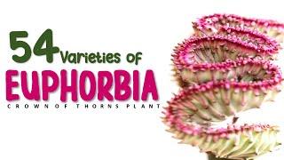 54 VARIETIES OF EUPHORBIA + CARE AND TIPS | HERB STORIES