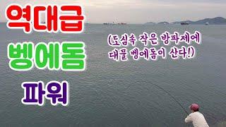벵에돔낚시 , 부산 영도 방파제 역대급 벵에돔 손맛 ! (벵에돔 회뜨기 & 손질)